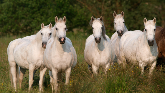 worming horse herd