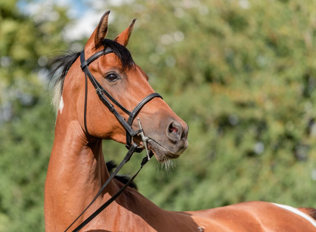 EFECS Equine Faecal Egg worm counts UK Essex England Photo byLaura Fiddaman Photography