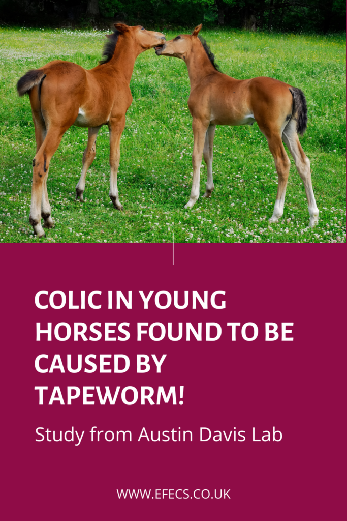 Colic in Young Horses Found to Be Caused By Tapeworm!